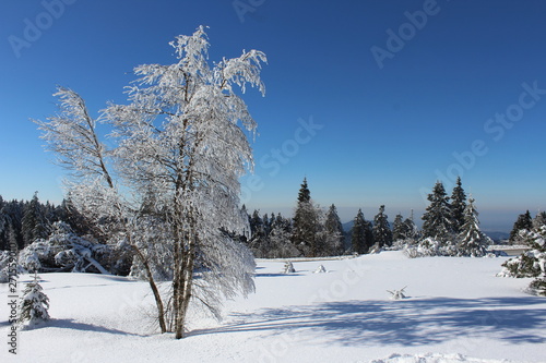 Beautiful snowy tree under a blue sky