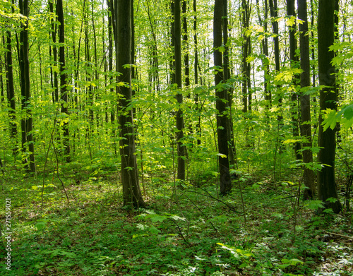 Forest trees. nature green wood sunlight backgrounds