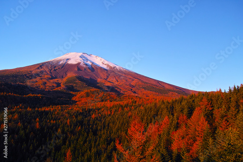 朝日を浴びて赤く輝く紅葉シーズンの富士山