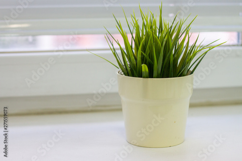green grass in a white pot
