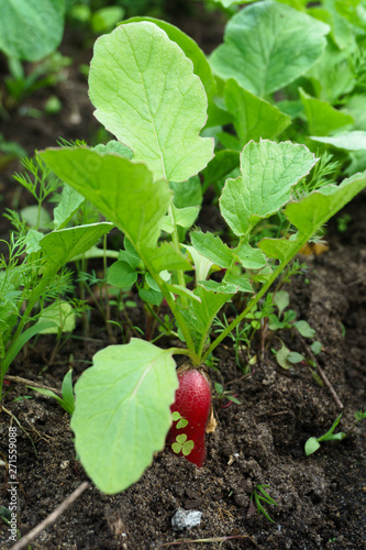 Radish grows in the ground, almost ripe. Macro photography on the theme of vegetable growing, healthy nutrition. Vegan concept