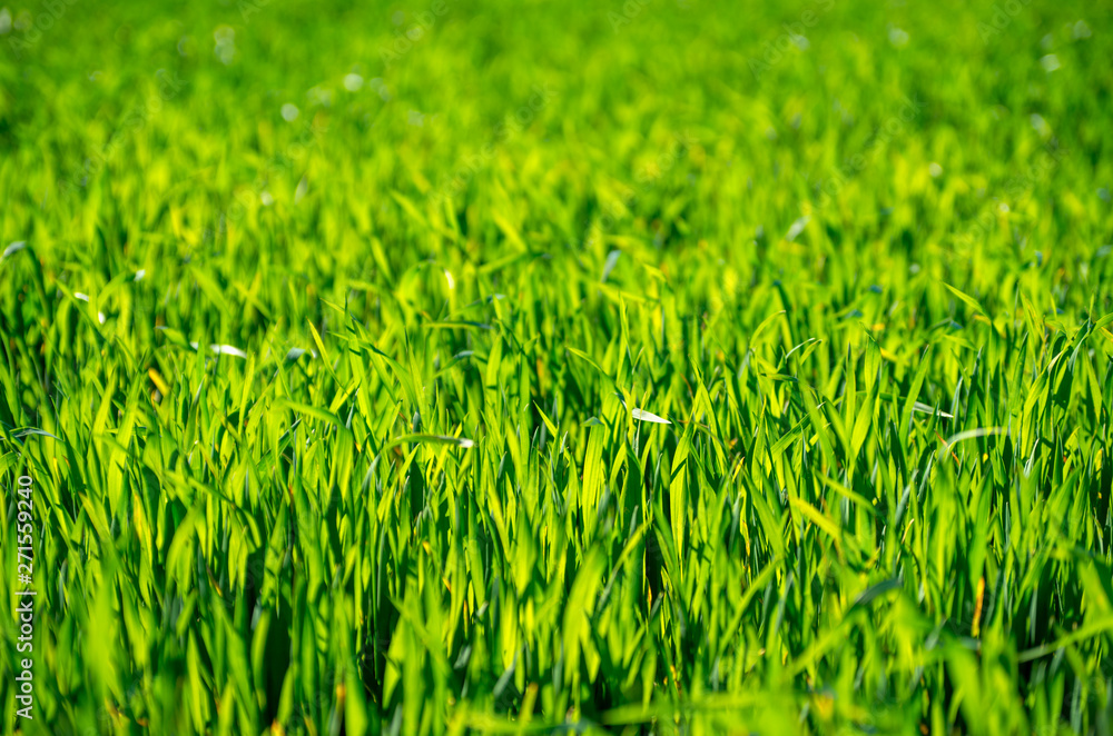 green grass background with selective focus green grass background with selective focus