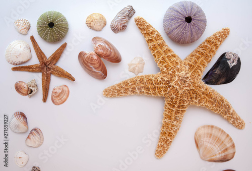 Seashells isolated on white