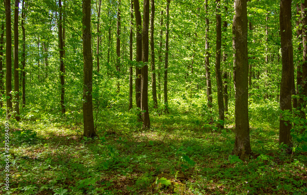 Forest trees. nature green wood sunlight backgrounds