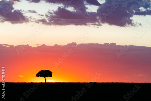 Acacia tree on the horizon at sunset in the Masai Mara