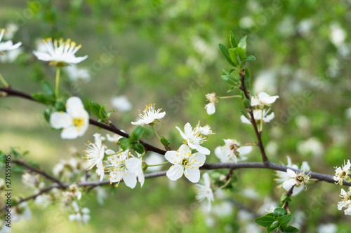 Snow-white flowers of cherrytree bloomed among young green leaves in the spring garden