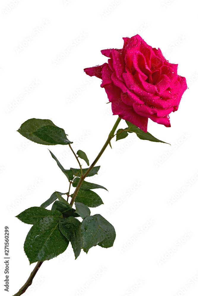 Beautiful red rose close up isolated on white background. Beautiful red rose close up isolated on white background.