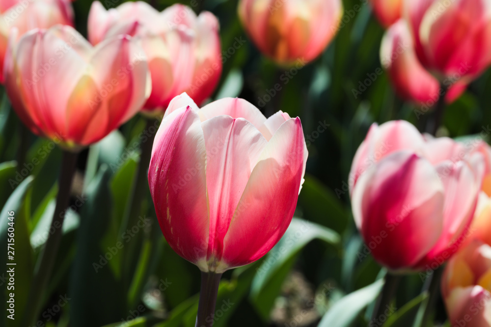 Fototapeta premium Beautiful bouquet of tulips nature background.