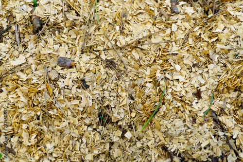 Wood sawdust background closeup. Sawdust floor texture. Top view. Sawdust texture, close-up background