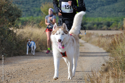 Dog and man taking part in a popular canicross race. photo