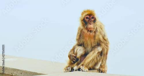 Magot (Macaca sylvanus) sitting on the wall. Gibraltar Rock, Gibraltar, March 2018.
