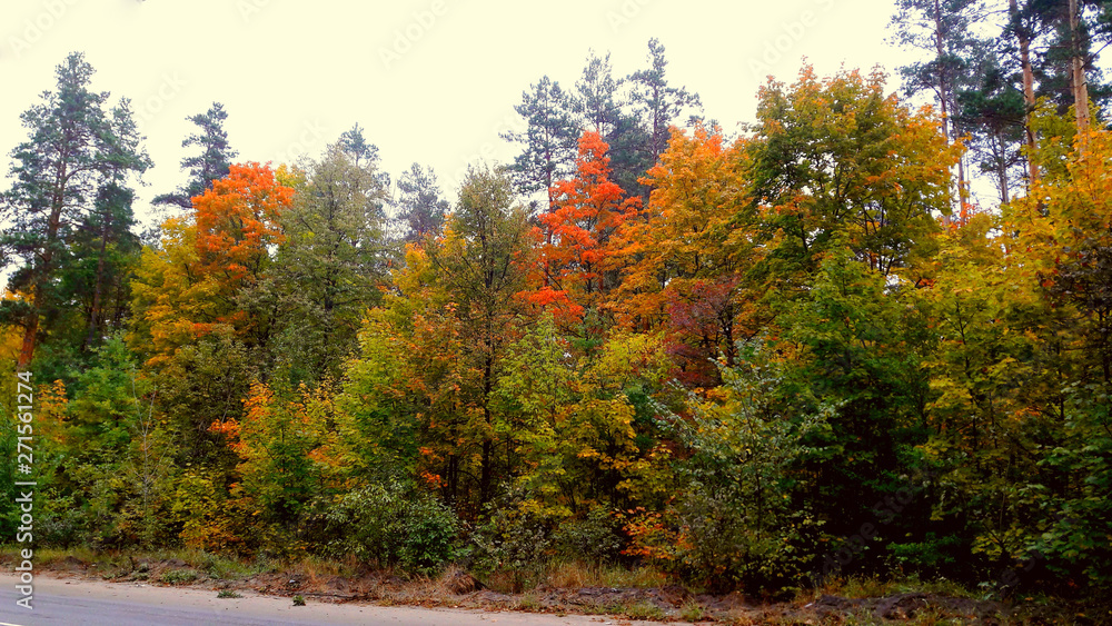 Naklejka premium trees in the fall with yellow , red, and green leaves