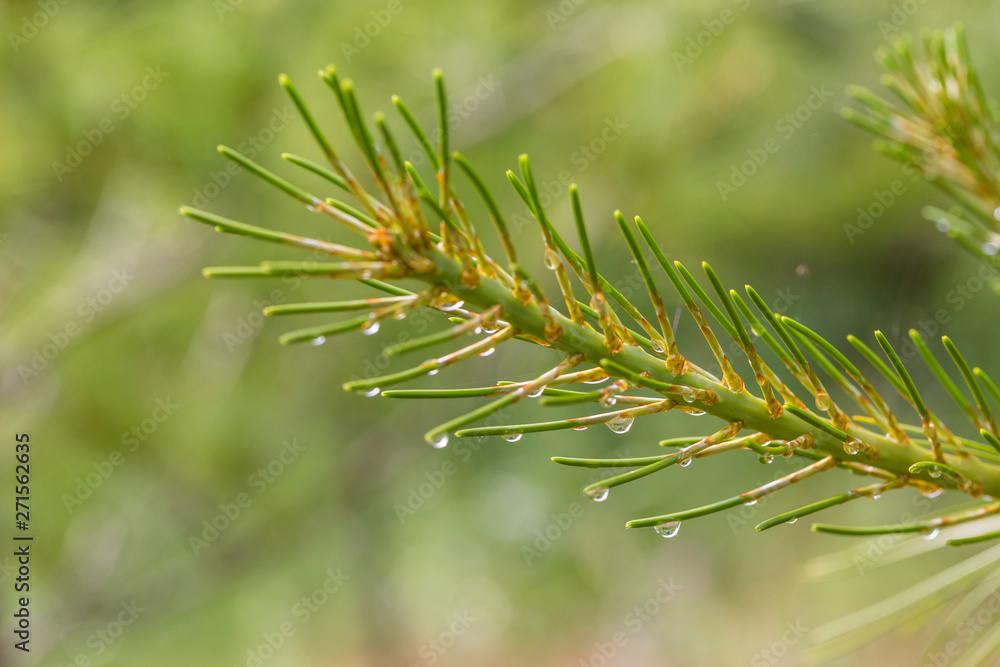 Macro close-up of outdoor coniferous pine with raindrops Macro close-up of outdoor coniferous pine with raindrops