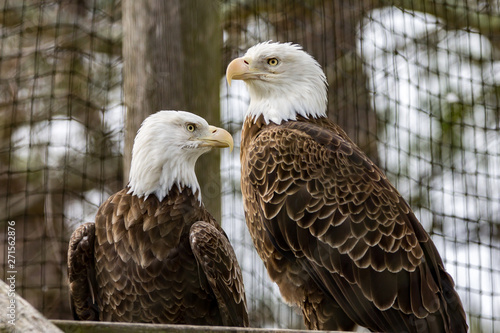 american bald eagle