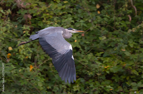 gray heron flying over a river with a forest in the background