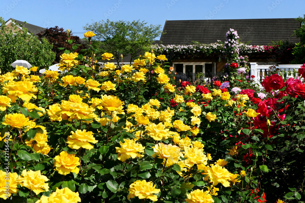 Beautiful rose flowers in full bloom during Rose Festival at Keisei Rose Garden in Yachiyo city, Chiba, Japan Beautiful rose flowers in full bloom during Rose Festival at Keisei Rose Garden in Yachiyo city, Chiba, Japan