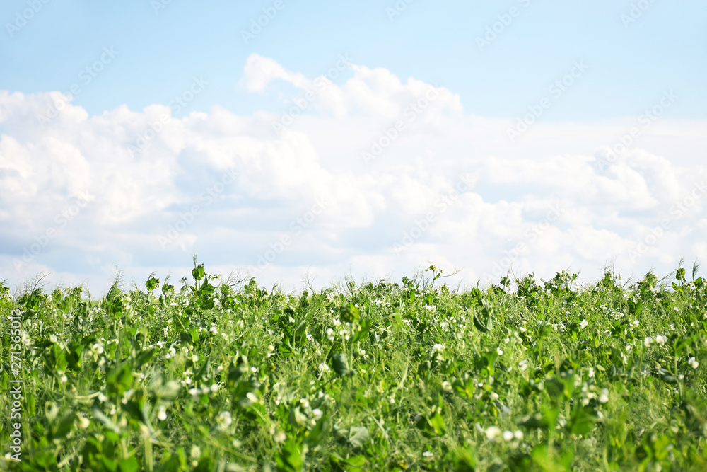 Green Pea field farm in bright day with blue sky and white clouds with copy space. Growing peas outdoors and blurred background. Green Pea field farm in bright day with blue sky and white clouds with copy space. Growing peas outdoors and blurred background.