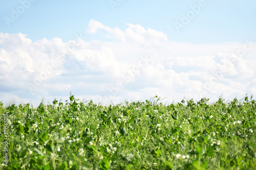 Green Pea field farm in bright day with blue sky and white clouds with copy space. Growing peas outdoors and blurred background.