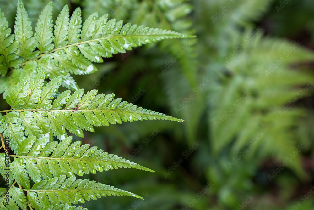Beautiful fern leaves green foliage nature view Beautiful fern leaves green foliage nature view