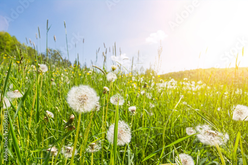 Fototapeta Naklejka Na Ścianę i Meble -  Idyllic flower meadow with blowball flowers, scenic sunbeams and lens flare