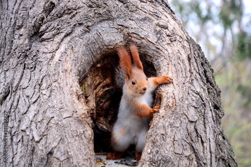 Fotografia squirrel. tree fun