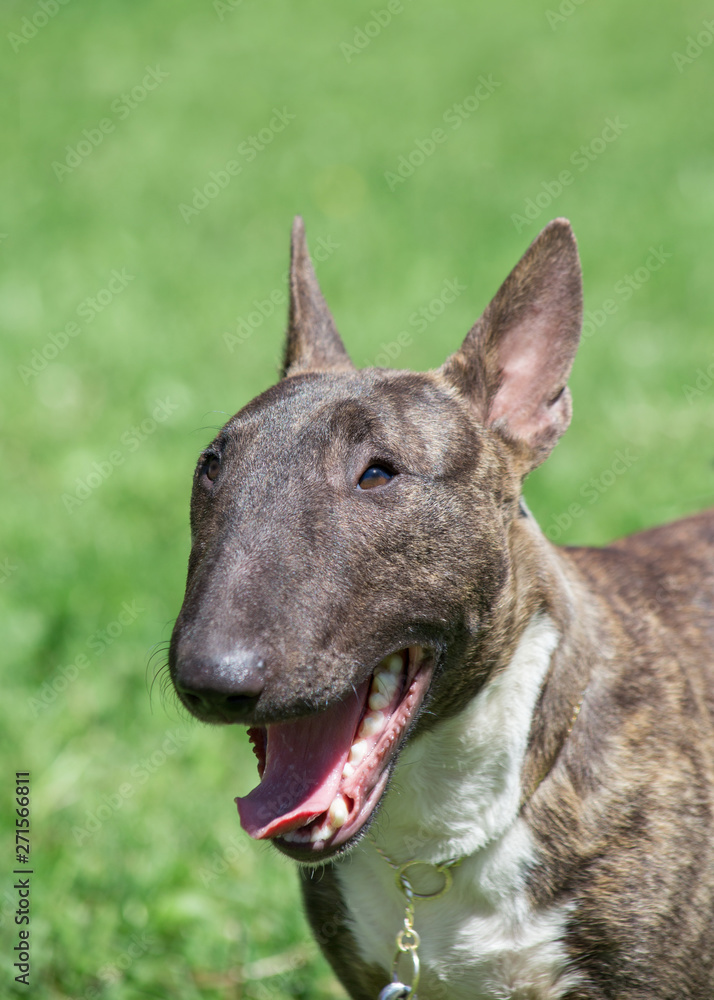 Miniature brindle and white bull terrier is standing with lolling tongue. English bull terrier or wedge head