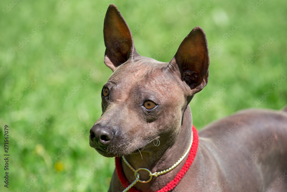 American hairless terrier puppy is standing on a green meadow. Close up.
