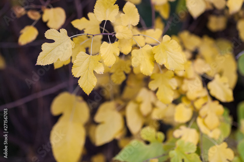 yellow leaves of mulberry