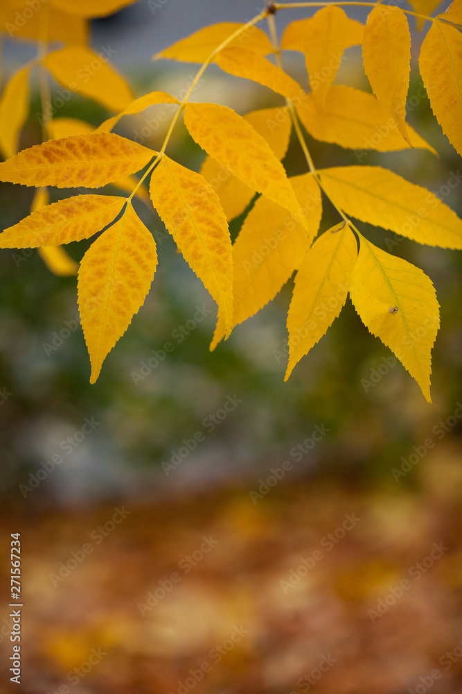 Fototapeta premium Boxelder maple autumn leaves