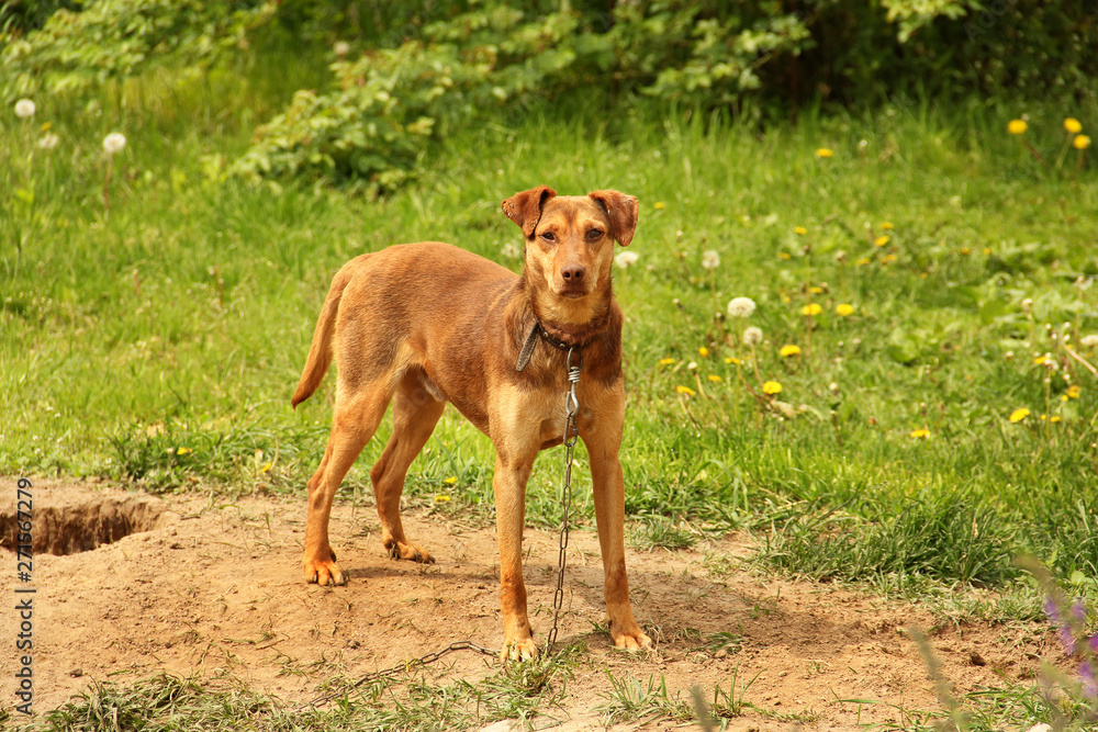 Beautiful brown dog on the street Beautiful brown dog on the street