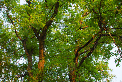 tree in forest