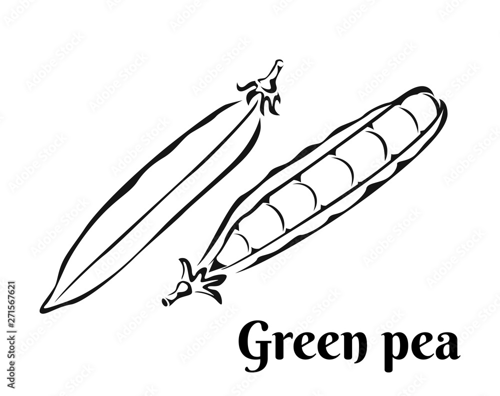 Green pea icon isolated on white background. Vector food illustration in simple style. Black and white outline image. Green pea icon isolated on white background. Vector food illustration in simple style. Black and white outline image.