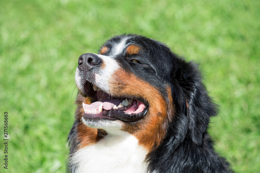 Cute bernese mountain dog puppy is sitting on a green grass with lolling tongue. Berner sennenhund or bernese cattle dog.
