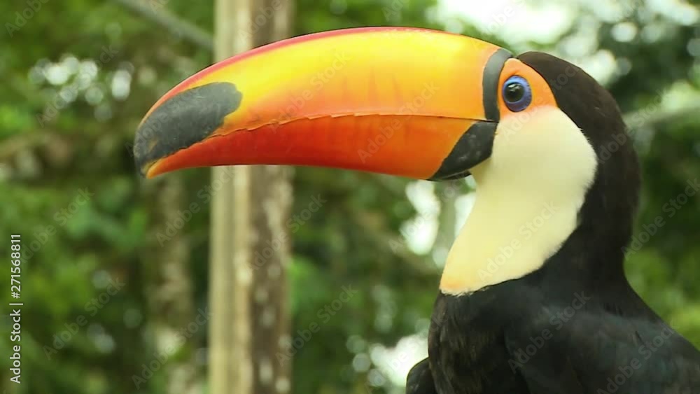 Steady, close up shot of a toucan turning to look at the camera. Steady, close up shot of a toucan turning to look at the camera.