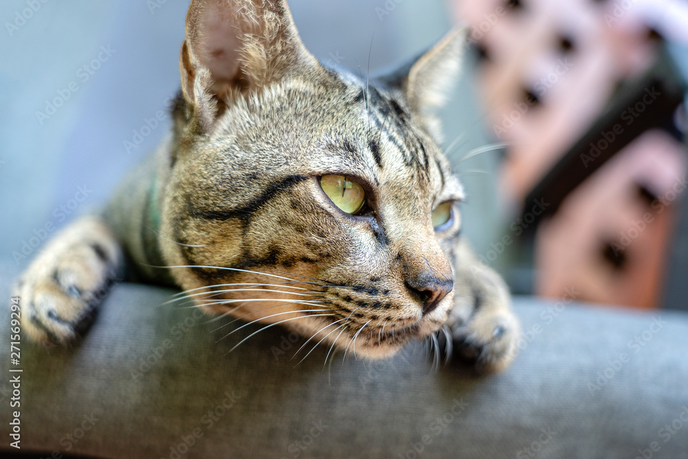 Beautiful gray tabby cat looking away, closeup Beautiful gray tabby cat looking away, closeup