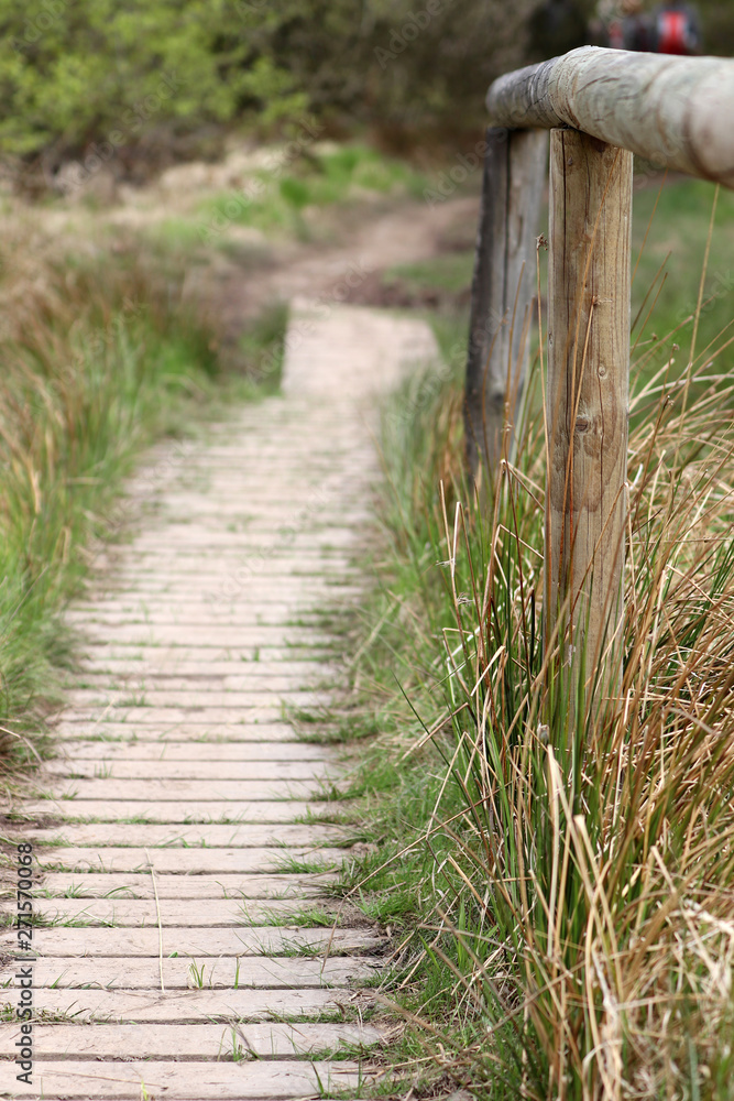Fototapeta premium Ścieżka prowadząca przez Wysokie Murawy Belgii