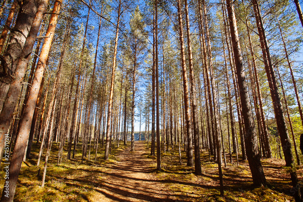 Pine forest in Karelia region, Russia.