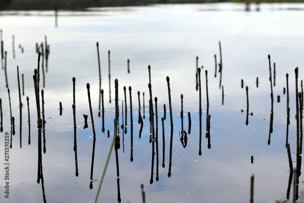 Le lac s'endort dans les Hautes Fagnes de Belgique Le lac s'endort dans les Hautes Fagnes de Belgique