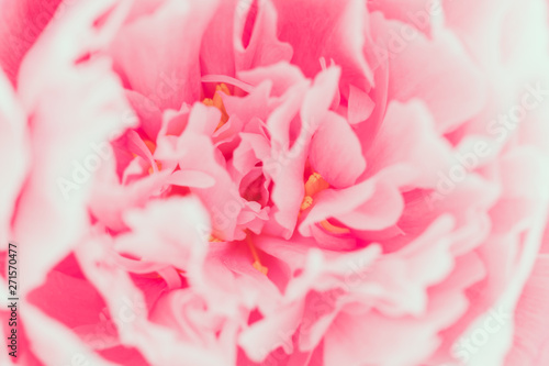 Macro photography of pink peony. The concept of Nature beauty and blossom. © Edalin