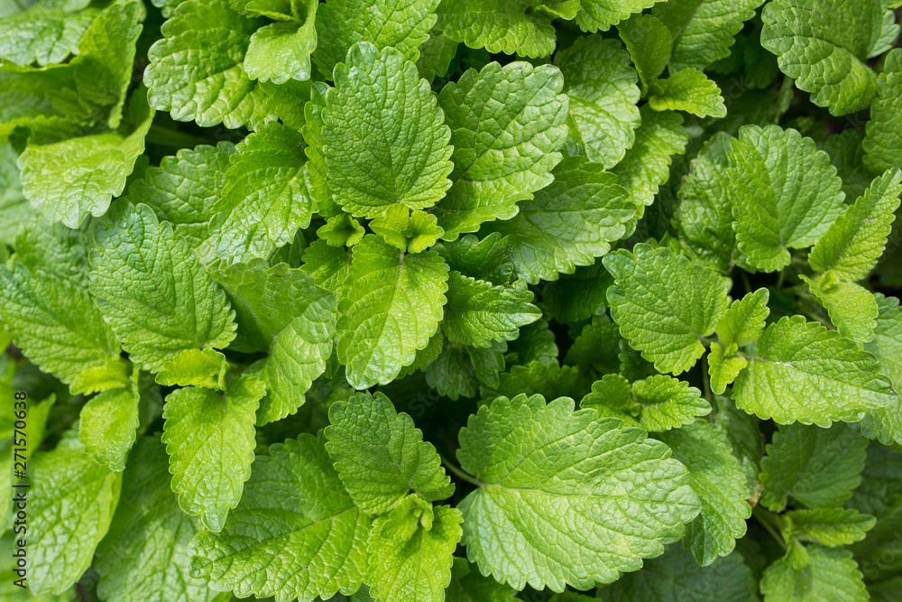 Texture of green leaves close-up. Isolated. Sunny day. Texture of green leaves close-up. Isolated. Sunny day.
