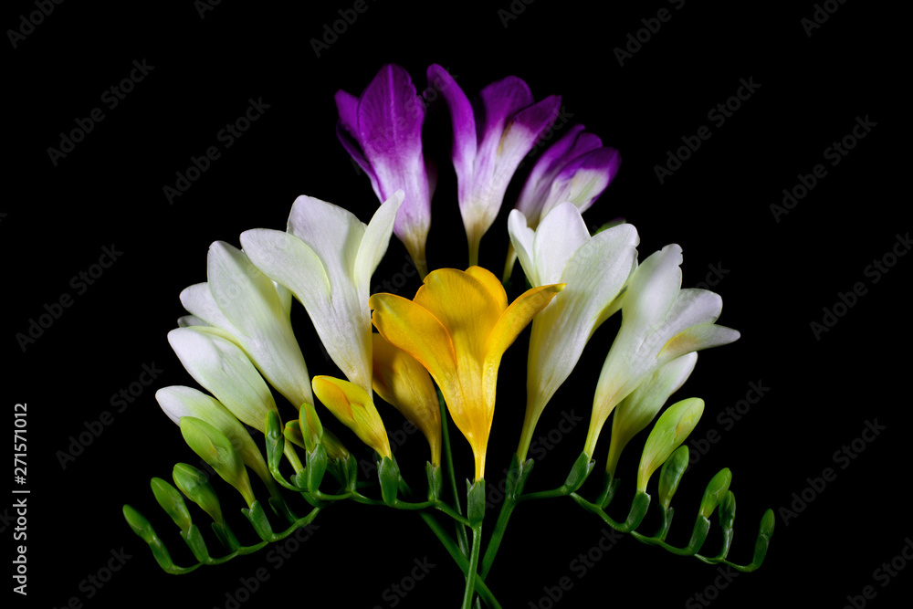 Freesia flowers isolated on the black background.  Fresh beautiful blossom. Floral background. Flat lay, top view.