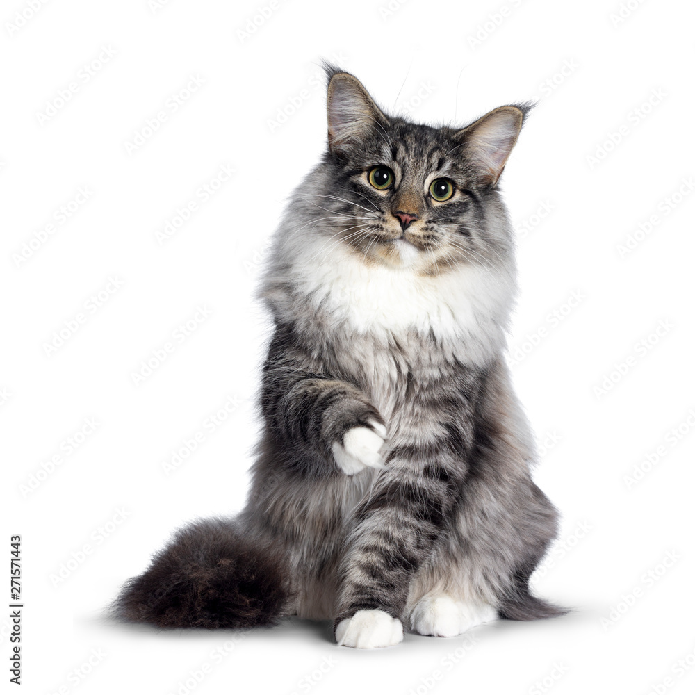 Cute Norwegian Forestcat youngster, sitting facing front. Looking at camera with green / yellow eyes. Isolated on white background. One paw playful in air.