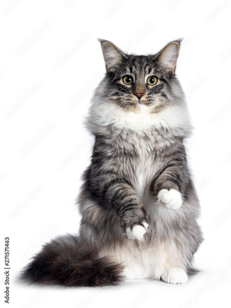 Cute Norwegian Forestcat youngster, sitting on hind pwas facing front. Looking at camera with green / yellow eyes. Isolated on white background. Front paws playful in air.