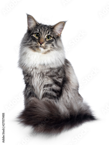 Cute Norwegian Forestcat youngster, sitting facing front. Looking at camera with green / yellow eyes. Isolated on white background. Tail curled around body.
