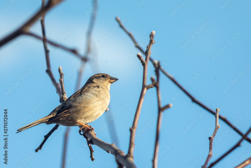 Sparrow bird sitting on tree branch.