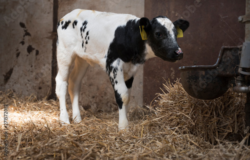 black and white calf in straw of barn on farm in holland