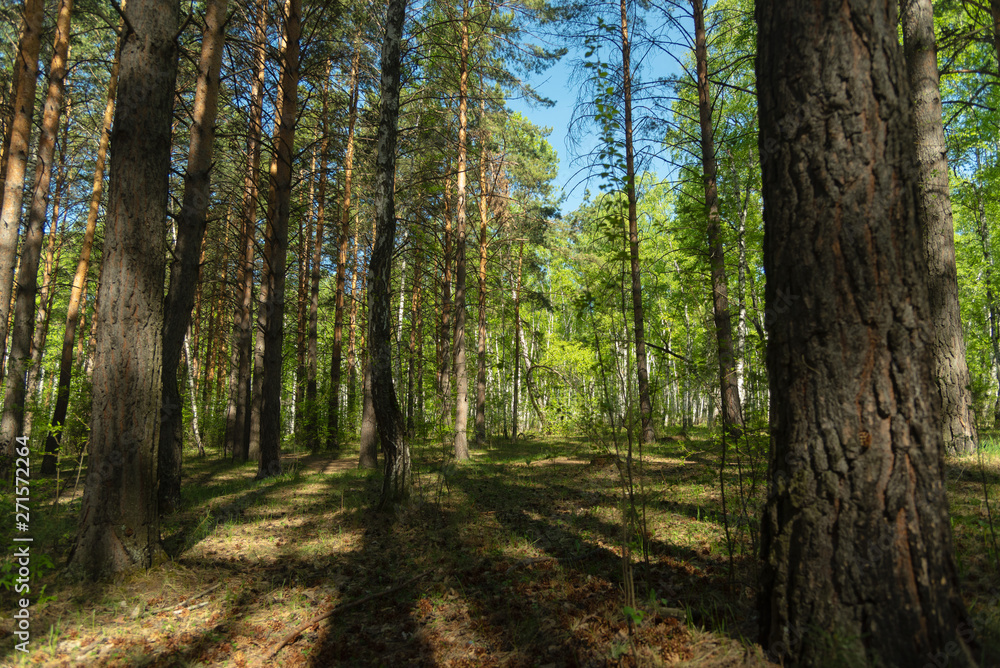 Fototapeta premium Walk in the forest on a sunny day. Shadows of the trees painted on the grass