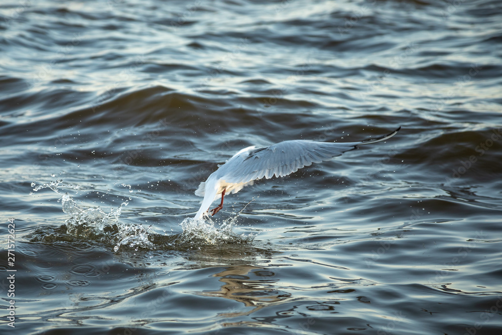 Fototapeta premium Waterfowl seagull flies and water sets