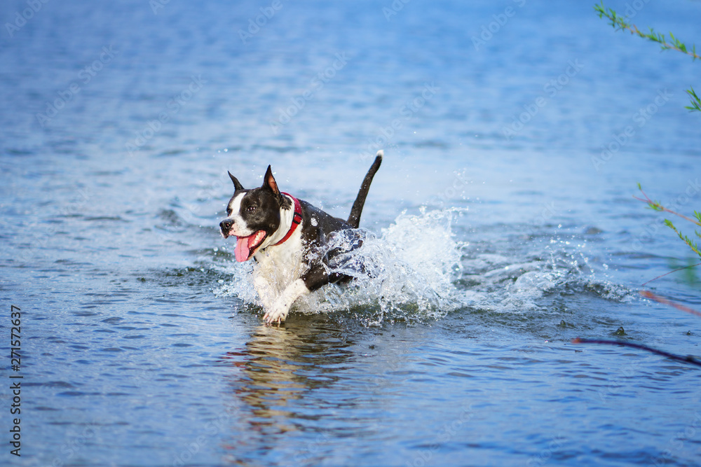 Happy american staffordshire terrier in red collar having fun in summer river. Dog jumping out of water with many splashes. Smiling friendly pet