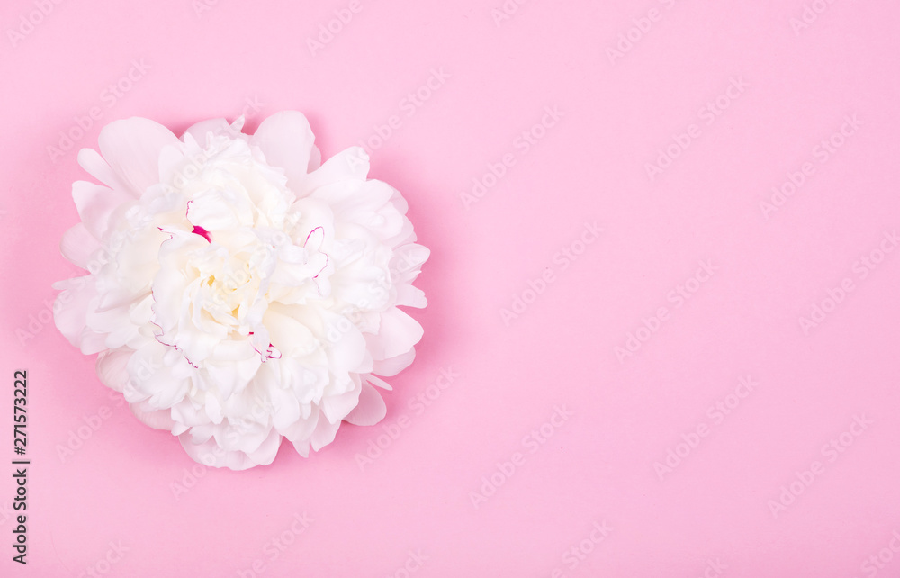 Beautiful tender white peony flower head on pastel pink background. Beautiful tender white peony flower head on pastel pink background.